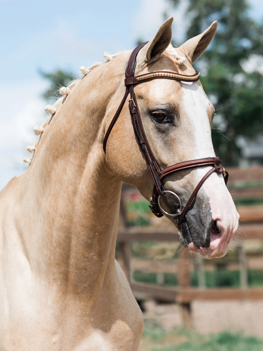 California Aachen Bridle