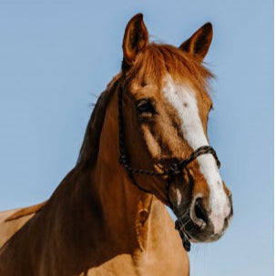 Licol éthologique WESTRIDE - Western