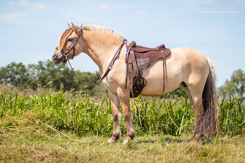 HORSEMANSHIP