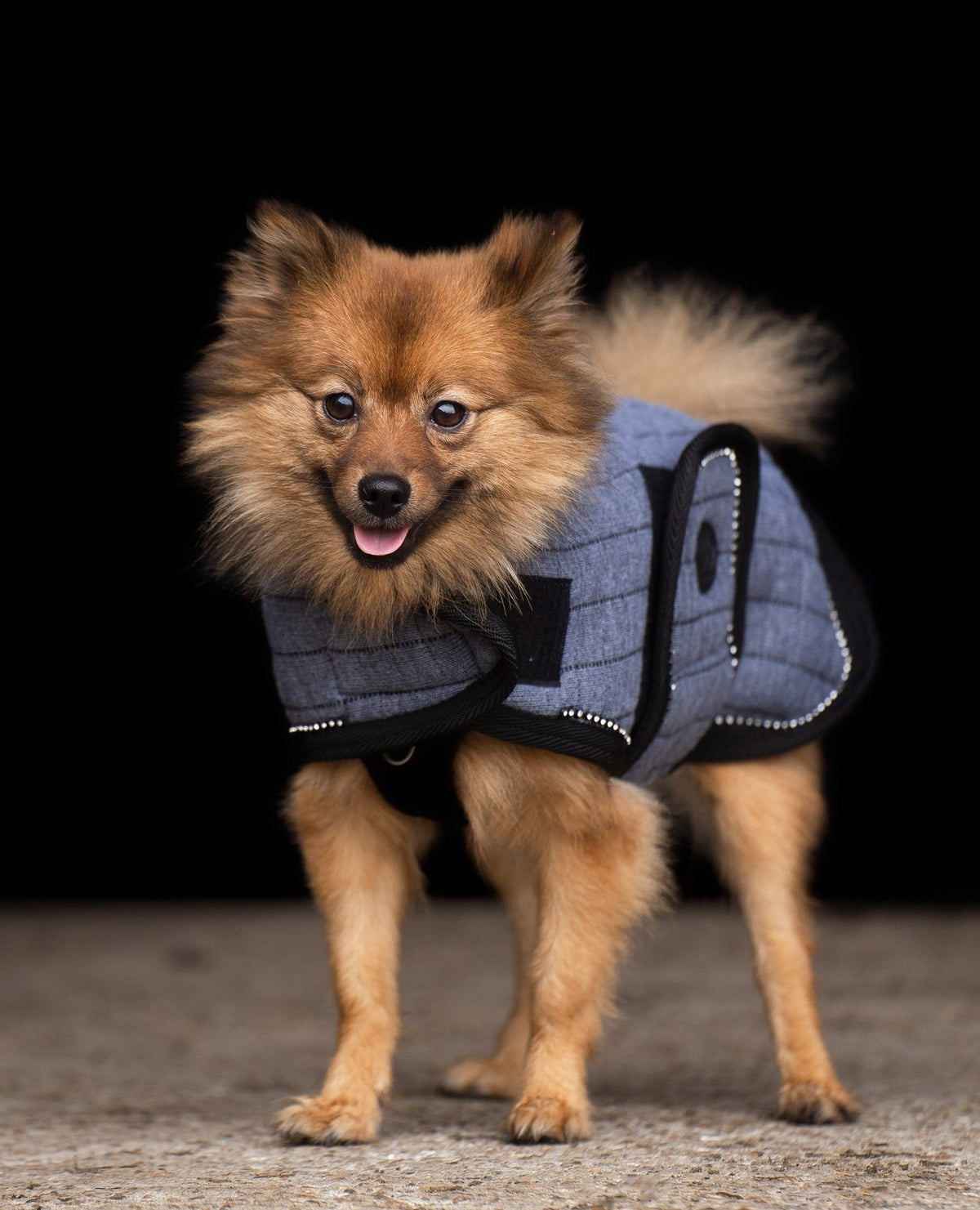 Nyheter Hund