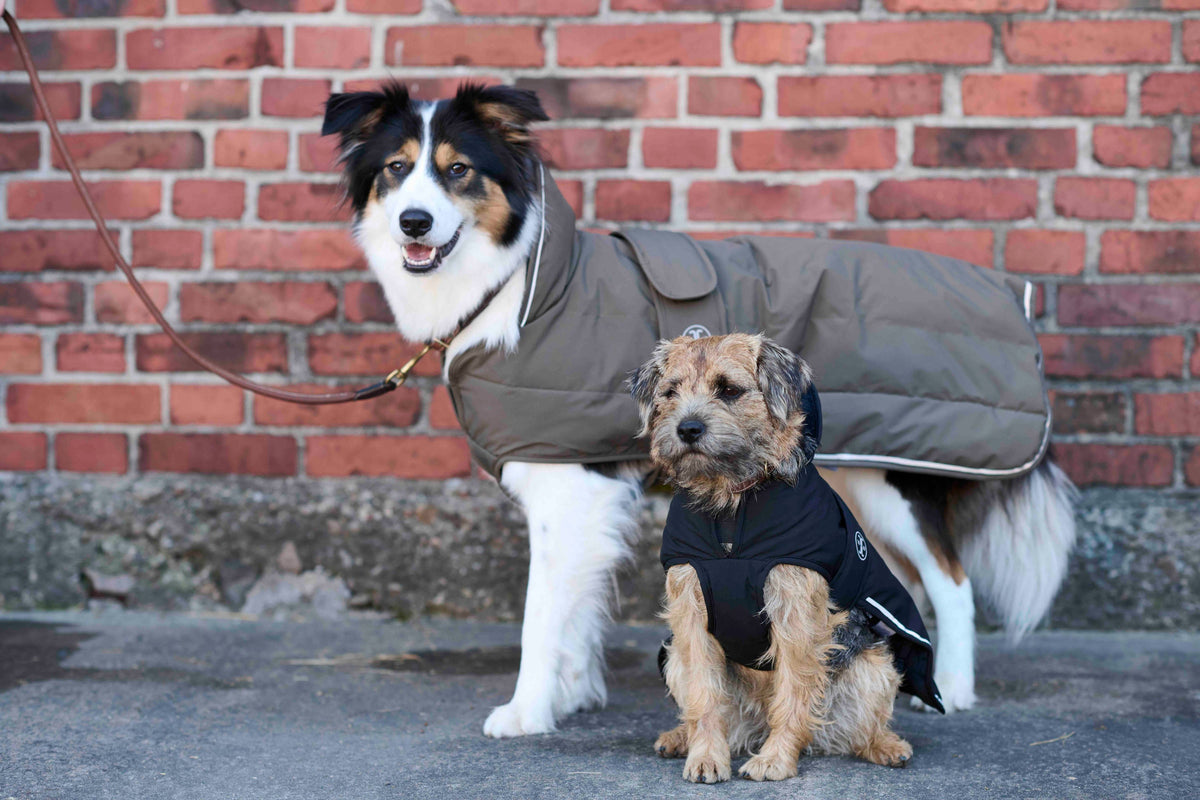 Hundkläder