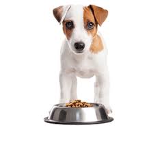 Hundfoder