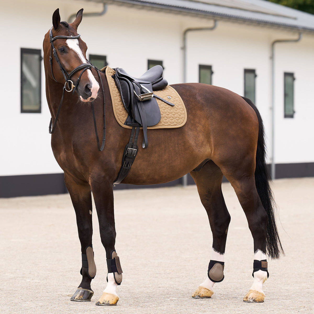 HVPolo Dressyrschabrak Essential, Straw