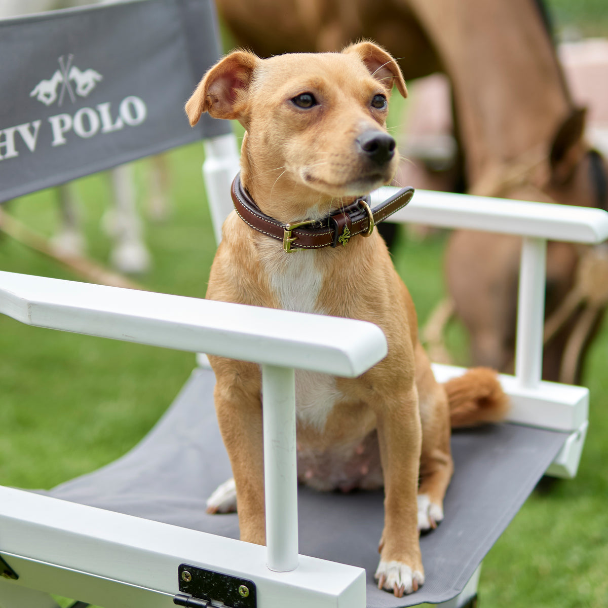 Hundhalsband HVPolo Legacy