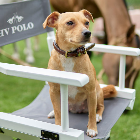 Hundhalsband HVPolo Legacy