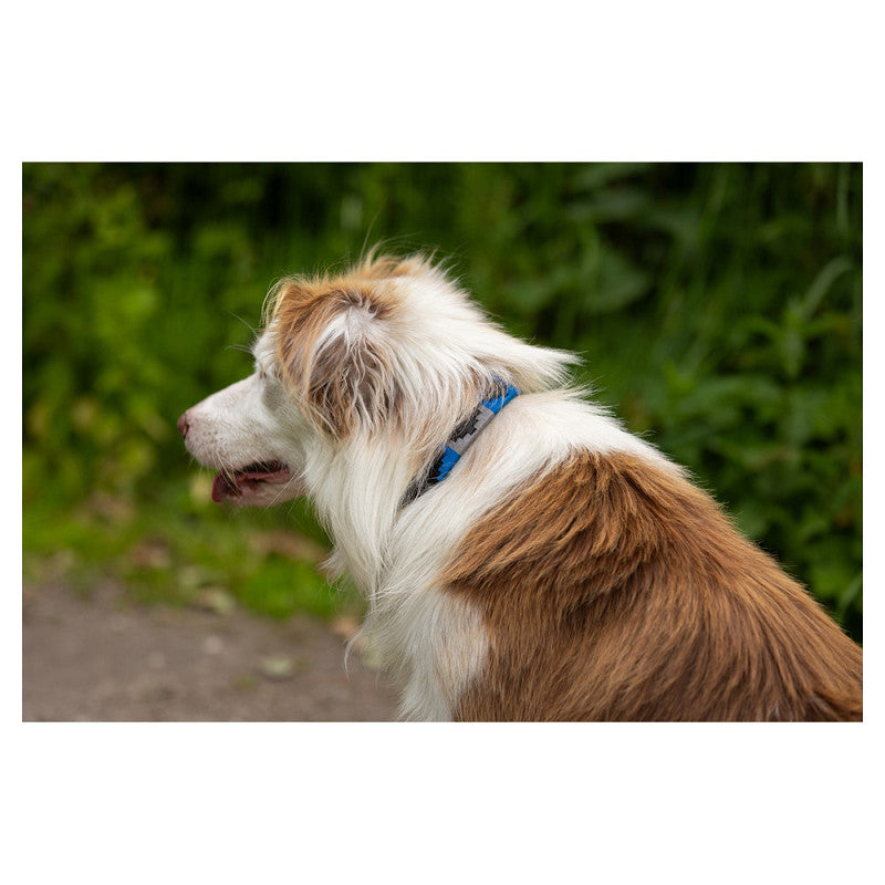 BR Dog Collar