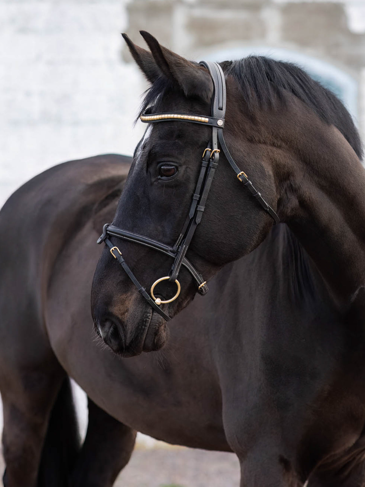 California Aachen Bridle
