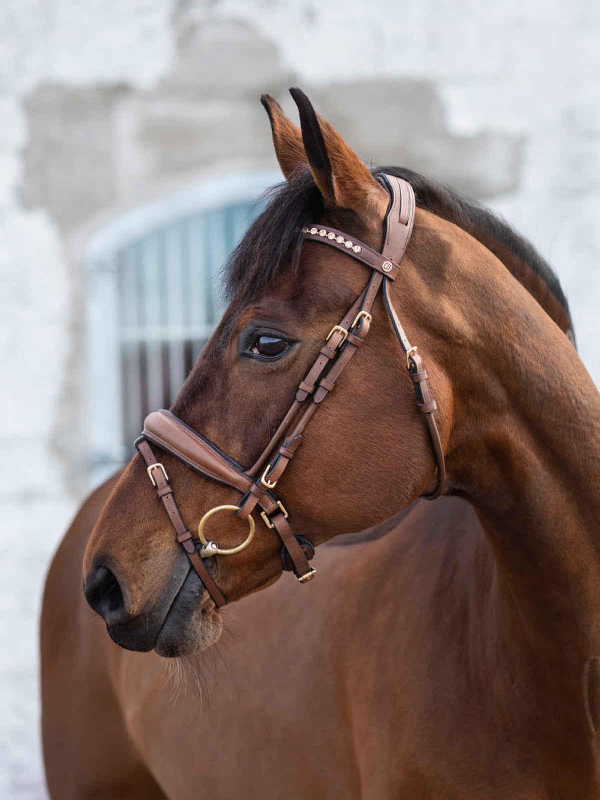 Cleveland Dressage Bridle