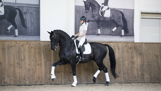 LM Loire Classic Dressyrkorg VIT