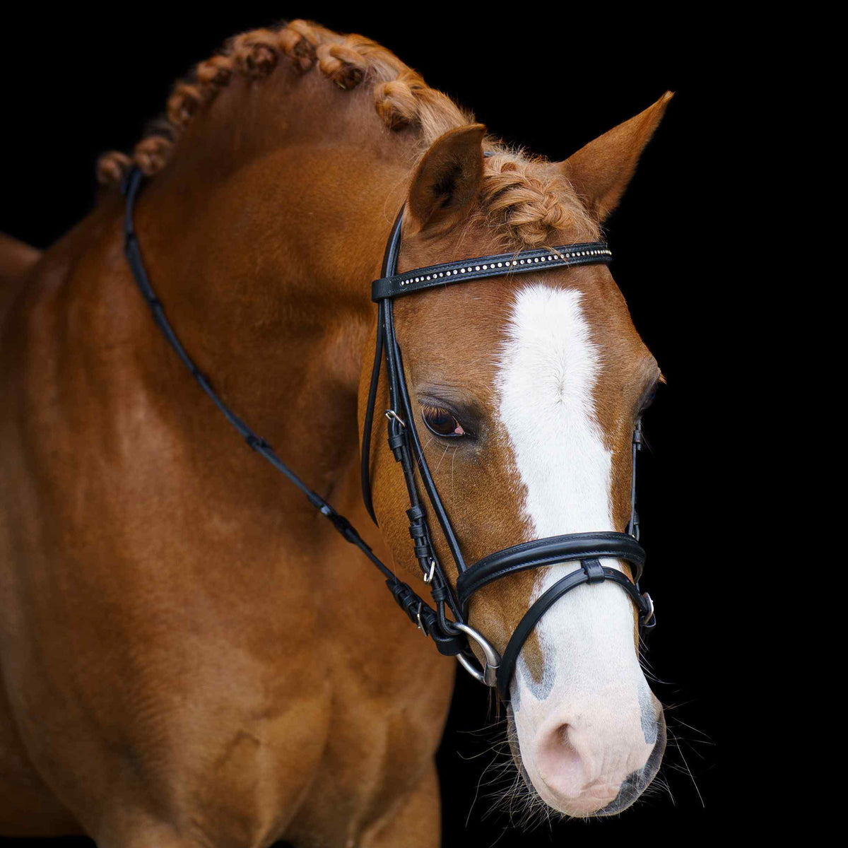 SHETTY Bridle IRHStormy