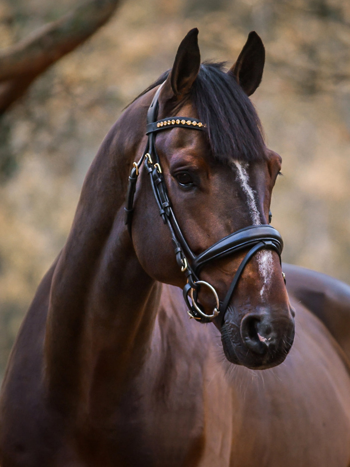 Cleveland Dressage Bridle