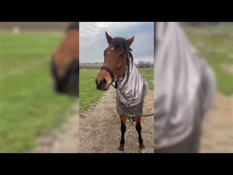RIDING WORLD Eksemtäcke 95-165cm