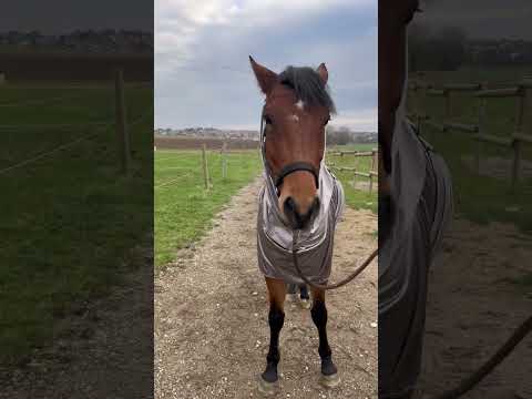 RIDING WORLD Eksemtäcke 95-165cm