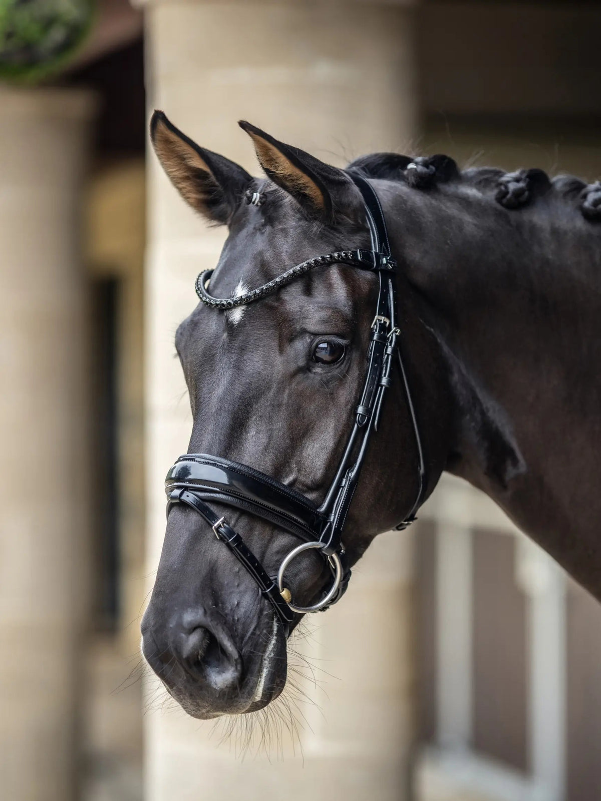 Kudos Patent Dressage Bridle Svart