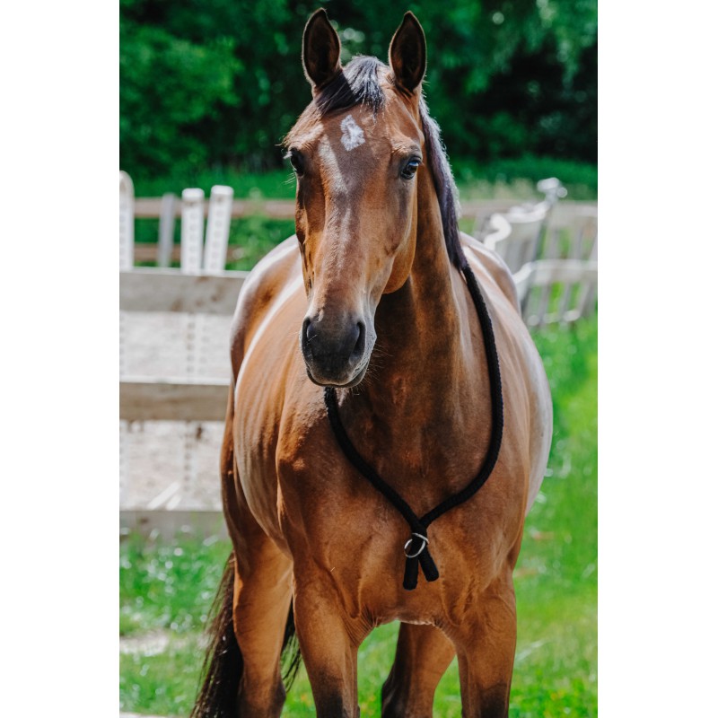 Norton NORTON Ethological Collar