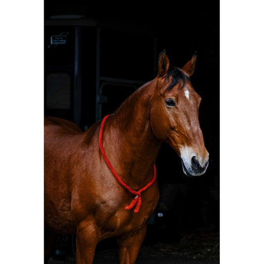 Norton NORTON Ethological Collar